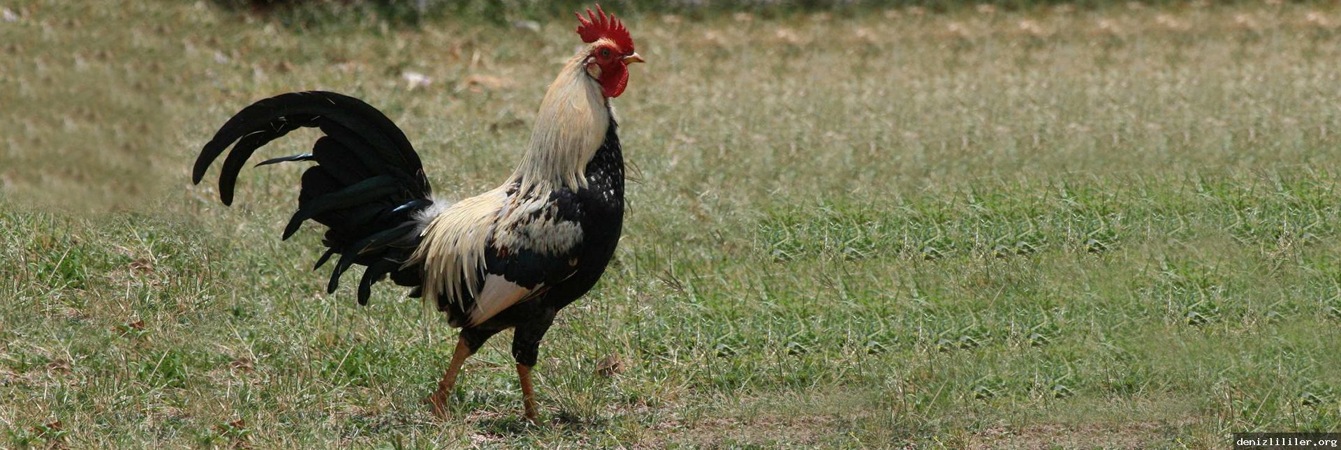 Denizli ile ilgili çeşitli Videolar